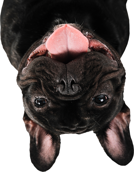 Banner Doh Main Image