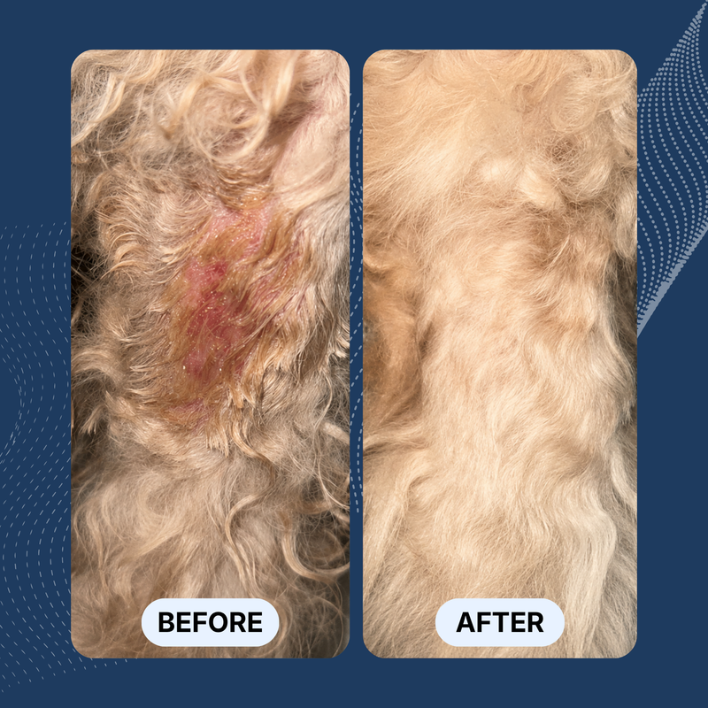 FurGuard™ | Stop Finding Dog Hair in Everything